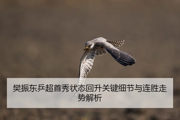 樊振东乒超首秀状态回升关键细节与连胜走势解析